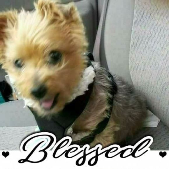 Meet your Posher, Julie - Picture 1 of 1